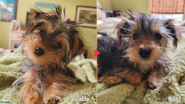 This is a split image, showing two small dogs side-by-side.  Imagine a fluffy, textured blanket as the background.

On the left, a small dog named Gracie is facing forward.  She has long, slightly shaggy fur, mostly brown and black, with some lighter tan or blonde highlights. Her face is small and pointy, with dark eyes and a black nose.  She looks directly at the viewer.  Her ears are slightly perked up, and her fur looks a bit tousled.

On the right, another small dog named Buzz is also facing forward.  He looks very similar to Gracie, with the same coloring and fluffy fur.  His ears stick up a bit more than Gracie's.  He also has dark eyes and a black nose.

Both dogs are very small puppies, and they are sitting or lying on the same green, textured blanket.

In the lower left corner of the image, there is a small tag that says "16 weeks".

In the center of the image, between the two dogs, is a red arrow pointing from Gracie to Buzz.

Below each dog is their name, "Gracie" on the left and "Buzz" on the right.

The overall feeling is of two adorable, fluffy puppies, likely siblings, shown in a simple, close-up shot.