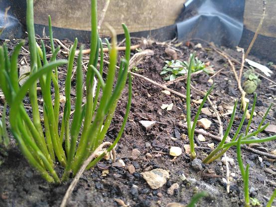 An allotment bed with a small clump of  agretti with green succulent leaves about 20 cm high. To the right of the image are a few much smaller clumps and can see clearly how some of the leaf stems are splitting in two as the plant grows more.