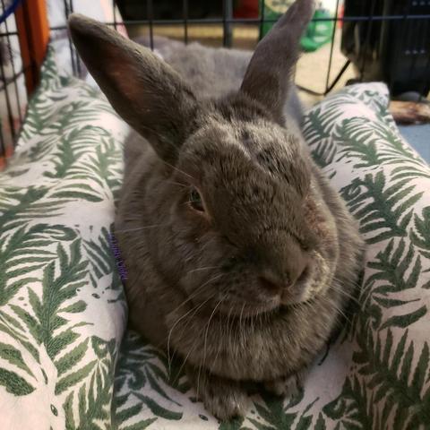 Closeup of a small grey rabbit lying in her cushioned bed with her front toes peeking out from beneath her dewlap.