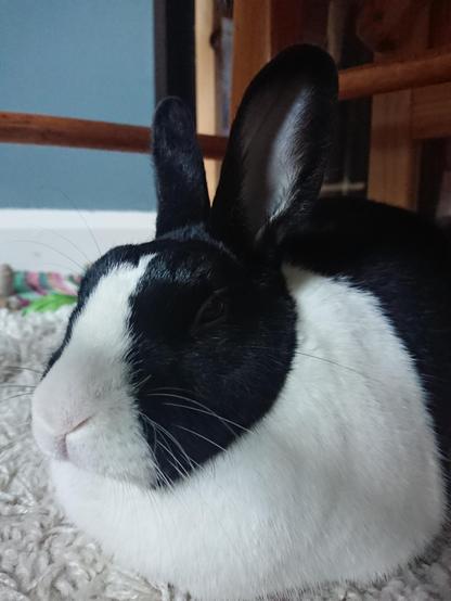 A black and white Dutch rabbit is puffed up under a chair. Her legs are hidden under her dewlap.
