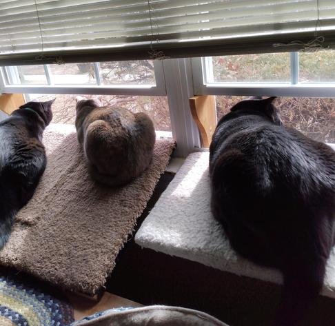 Three cats are resting on window perches at some open windows.  They are focused on the view outside.  A big black cat is on the right while another big black cat is on the left.  Between them is a dilute tortoiseshell cat, with fur in muted tones of grey, orange and white.