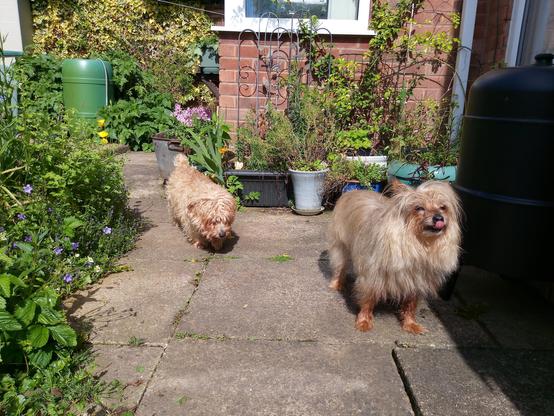 Two small light tan coloured terrier dogs, the one in the background, Molly looks a bit scruffy. The other one is Mooch Yorkie and she is sticking her tongue out licking her nose. They are standing in a garden with flowers and plants in pots.