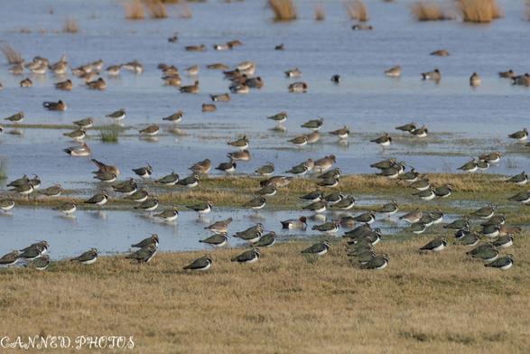A large flock of lapwings gathers on a wetland area, with some standing on the water's edge and others wading. Sparse grass and patches of water are visible.