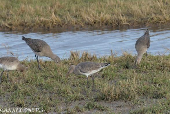 Four birds (Black-tailed Godwits) foraging on grassy ground near a body of water.