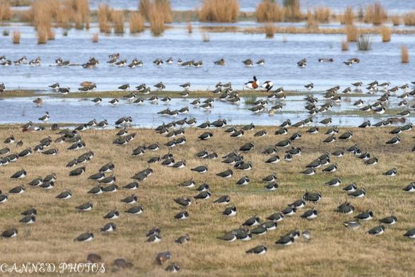 A large flock of black and white Lapwings gather on grassy patches near a body of water, with reeds in the background.