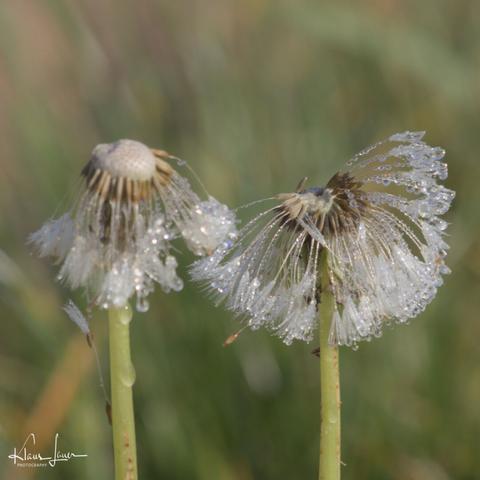 Auf dem Foto sieht man zwei Pusteblumen, auf deren übrig gebliebenen Samen Wassertröpfchen des Morgentaus im Licht glänzen. Eine Pusteblume ist scharf abgebildet, die zweite ist etwas unschärfer links dahinter. Im Hintergrund kann man Grashalme erahnen.