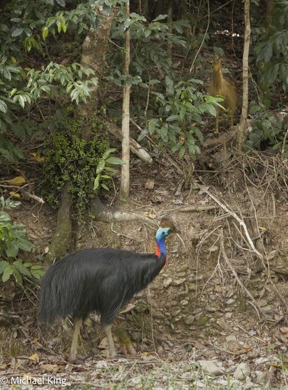 A cassowary with its chick in the North Queensland bush