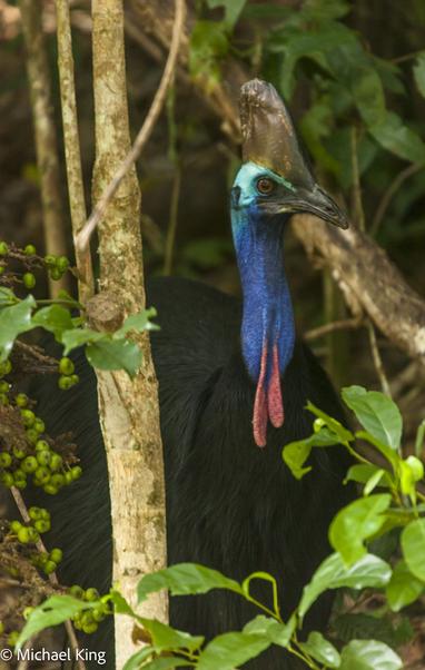 A cassowary in the North Queensland bush