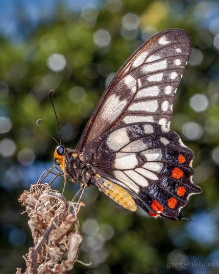 A dainty swallowtail butterfly, Papilio anactus, standing on top of some dead flowers.