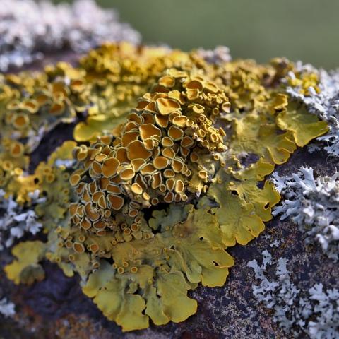 Lichen, probably Xanthoria parietina, covering a fence made of iron pipe.