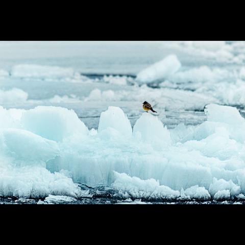 Photography of a little bird on the ice of a river in the Yukon territory, Canada