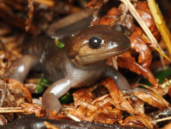 A slick, glossy salamander with a wide face and round eyes, with a brown dorsal side and a pale underside, stands in a cluster of leaf litter, head up as it looks slightly off from the camera.