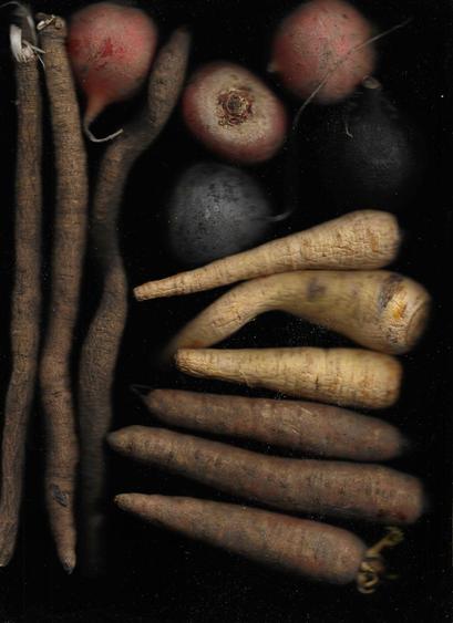 Das Bild zeigt eine Auswahl an Wurzelgemüse auf schwarzem Hintergrund. Links sind mehrere Schwarzwurzeln mit dunkler, rauer Schale. In der Mitte liegen Rote Bete mit erdiger, rötlicher Haut sowie ein schwarzer Rettich. Rechts befinden sich Pastinaken mit heller, runzeliger Oberfläche. Unten sind dunkle Möhren mit erdiger Struktur. Die Aufnahme hebt die Texturen und Farben der Wintergemüse deutlich hervor.