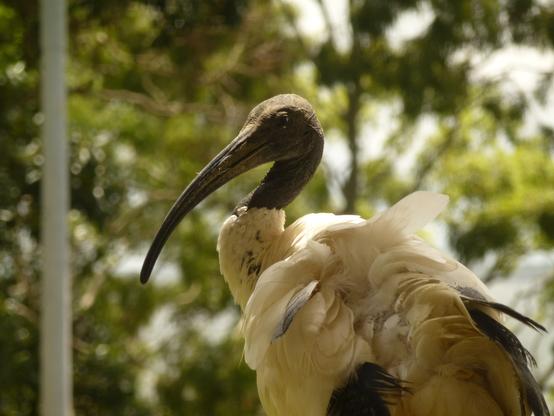 Profile shot of an Australian White Ibis (Threskiornis molucca; https://en.wikipedia.org/wiki/Australian_white_ibis) which was preening their feathers whilst standing in partial sunlight underneath the eaves of a pagola.

In the background, the blurred trees can be seen looking out to Moreton Bay.