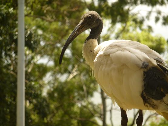 Second shot of the ibis, this time with feathers less ruffled.
