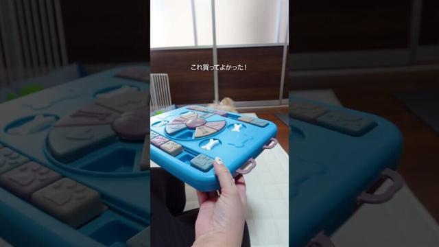 買ってよかった！犬の知育おもちゃ #トイプードル
