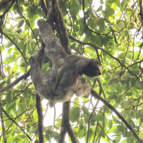 Un perezoso de color marrón grisáceo se aferra a las ramas de un árbol frondoso. Se ve la parte inferior del perezoso, colgando boca abajo. El follaje del árbol es denso, con hojas verdes que dejan ver el cielo a través de las ramas. La imagen está tomada desde abajo, mirando hacia arriba al perezoso en el árbol.