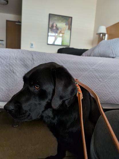 A profile shot of a black lab sitting in a room
