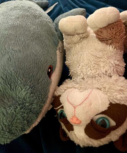 English: The image features two plush toys: a blåhaj and a grumpy looking cat, both lying on a blue surface. The shark is on the left, and the cat is upside down on the right. 

Deutsch: Das Bild zeigt zwei Plüschtiere: einen Blåhaj und eine mürrische Katze, die beide auf einer blauen Oberfläche liegen. Der Hai ist auf der linken Seite und die Katze ist kopfüber auf der rechten Seite.