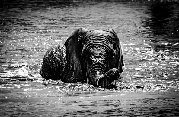 The image shows an elephant wading through water. The photo is in black and white, highlighting the texture of the elephant's skin and the ripples in the water. The elephant appears to be enjoying the water with its trunk partially submerged.