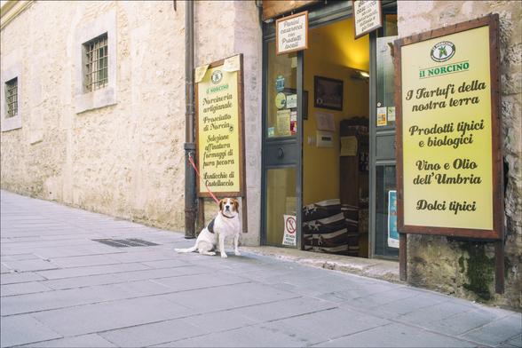 A Spoleto, un cane attende il suo proprietario legato fuori da un negozio di prodotti tipici umbri.