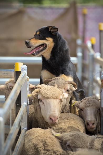 A photo of a black and tan Australian Kelpie called Boof. He is standing nonchalantly on the backs of a group of sheep gathered in a run. The dog has his mouth open and his tongue out, in a relaxed and happy smile. He is looking off to the left of shot towards his owner who is standing out of frame. Presumably the dog is awaiting his next instruction.

The photo captures the dog's relaxed but confident attitude. He is clearly comfortable around the sheep and revelling in his current task. While it is hard to tell from the photograph, on the day it was also apparent how his sureness and experience was able to put the sheep at ease. While some of the younger dogs resorted to barking and chasing, Boof relied far less on force to corral the flock.