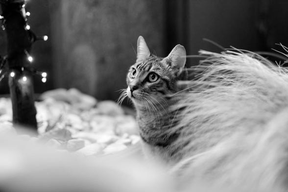 Black-and-white photo of a tabby cat with delicate whiskers.