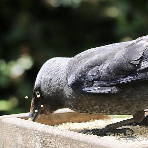 A Jackdaw discovered the seed tray and is tucking in at hight speed! 😃
Seeds are flying