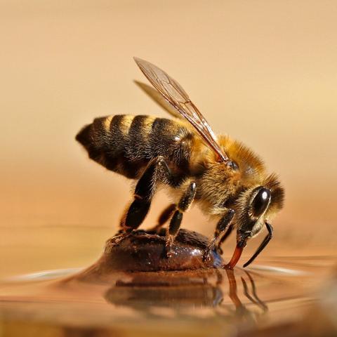 A honey bee drinking water while sitting on a rusty screw