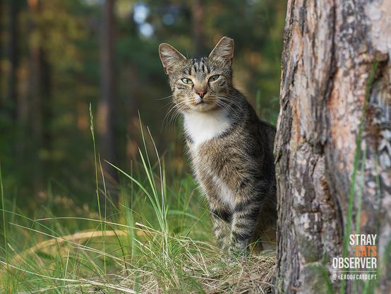 Tabby cat peeks out from behind a tree
