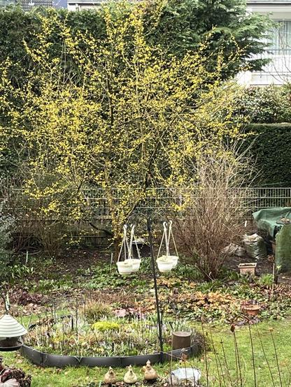 Blick auf einen großen Kornelkirschenstrauch. Alles voller gelber Blütenknospen. Im Vordergrund verschiedene Beete und Bepflanzungen.
Links vorne ist ein Teil einer Vogelfutterampel sichtbar, rechts hinten die Komposterecke. In der Mitte eine Ampel mit vier weißen Hänge-Blumentöpfen.