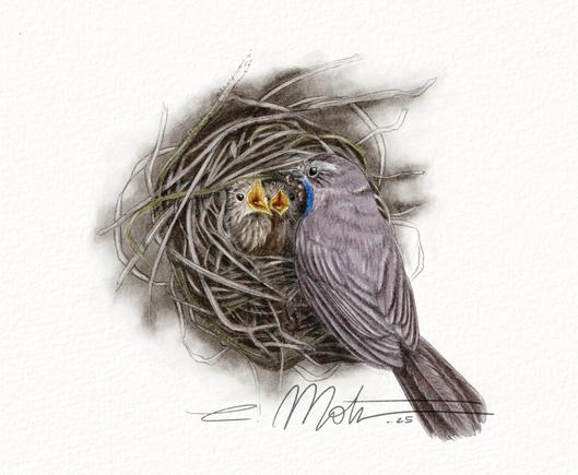 Dessin d'un Gorgebleue à miroir qui nourrit deux jeunes au nid, avec un ver dans le bec