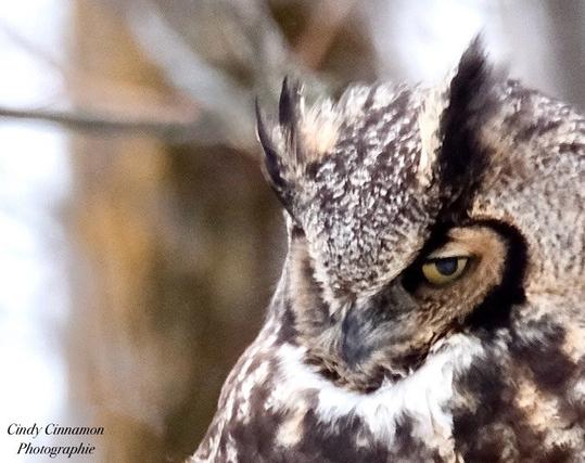 Grand Duc d’Amerique photographié par Cindy Cinnamon
