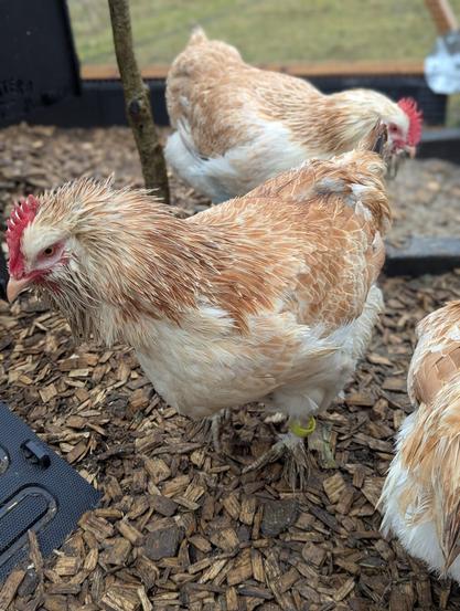 A low-angle shot of a Faverolles hen with light brown and white feathers, featuring a prominent red comb. The chicken is standing on wood shavings, with other chickens visible in the background. The hen has a yellow tag on her leg, which means this is Toffi. She is all wet from the rain.