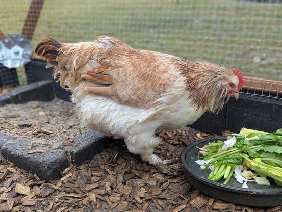 A medium shot of a light-colored Faverolles hen with tan and white feathers, wet from the rain, featuring a red comb, standing on wood shavings. The chicken is positioned near a dark green bowl filled with leafy greens.