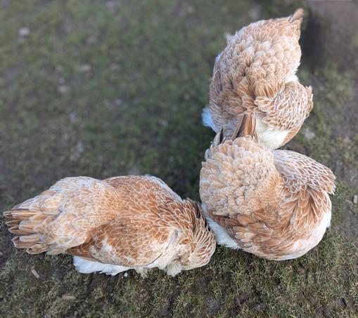 A close-up shot of three light-colored Faverolles chickens with tan and white feathers, preening their feathers on a patch of grass. The chickens are facing different directions, which makes it look like synchronized grooming. The background is slightly blurred and shows more grass and a hint of sunlight.