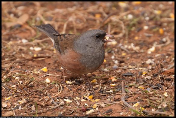 A Dark-eyed Junco (Junco hyemalis) stands on the ground with head turned holding a piece of corn (Zea mays) in Norman, Oklahoma, United States on January 25, 2025.