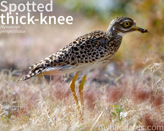 🌍 Spotted thick-knee (Burhinus capensis)

The spotted thick-knee, also known as the Cape thick-knee or spotted dikkop, is a medium-sized wader found in central and southern Africa. It is characterized by its long legs, thick tibiotarsal joint ("knees"), and large, yellow eyes. This bird has a distinctive plumage pattern with brown feathers covered in black spots, providing excellent camouflage in its natural habitat. The spotted thick-knee prefers open grasslands, savannas, and sandy areas. It is primarily nocturnal, relying on its keen eyesight and stealthy nature to hunt insects, small vertebrates, and occasionally seeds. 

Conservation status: Least Concern (IUCN 3.1) 

📷: Photo by unattributed via Pixabay

RXCK