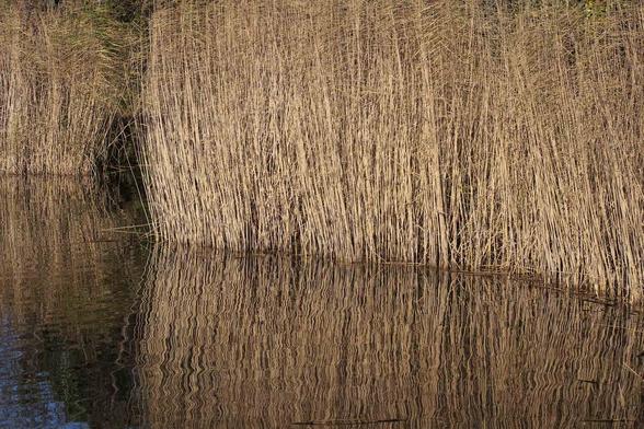 reeds bending with whatever comes