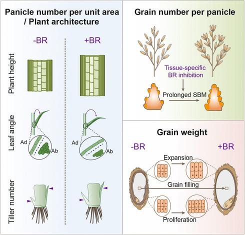 Multi-panel diagram describing (1) panicle number per unit area/plant architecture, (2) grain number per panicle, and (3) grain weight. Together, they summarize recent advances in understanding the crosstalk between brassinosteroids and other phytohormones in agronomic traits essential for crop improvement, such as those related to crop productivity and stress tolerance.
