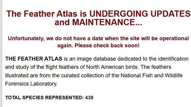 text from the feather atlas site:
The Feather Atlas is UNDERGOING UPDATES and MAINTENANCE...

Unfortunately, we do not have a date when the site will be operational again. Please check back soon!

THE FEATHER ATLAS is an image database dedicated to the identification and study of the flight feathers of North American birds. The feathers illustrated are from the curated collection of the National Fish and Wildlife Forensics Laboratory.

TOTAL SPECIES REPRESENTED: 438