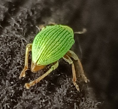 makrofoto der rückansicht eines kleinen grünen käfers. zu sehen sind außer den braunen beinen nur die deckflügel, hellgrün mit dünnen dunkler grünen längsrillen, wie nadelstreifen, sehr fancy. die deckflügel bedecken den hinterleib vollständig, bis auf eine ganz kleine spitze am ende, uns zugewandt. diese spitze hat die gleiche farbe wie die beine. der untergrund ist schwarzes textil.