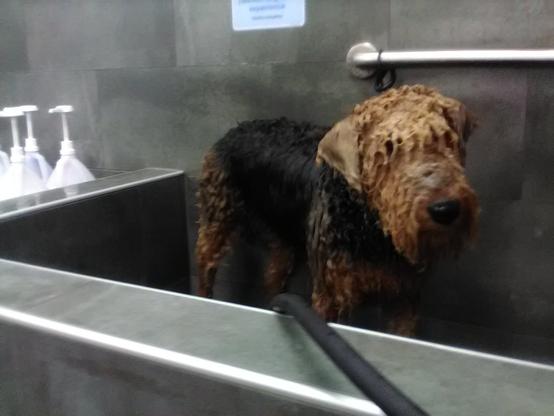 A very, very wet Airedale stands in a Pet Valu dog wash station. She's looking through her eyebrows in the most sorrowful manner.