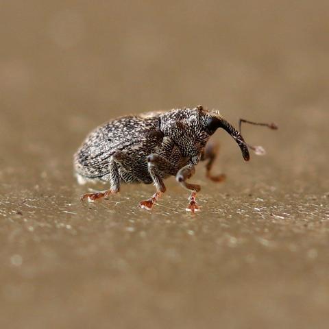 Side view of a Ceutorhynchus pallidactylus stomping over an acrylic surface
