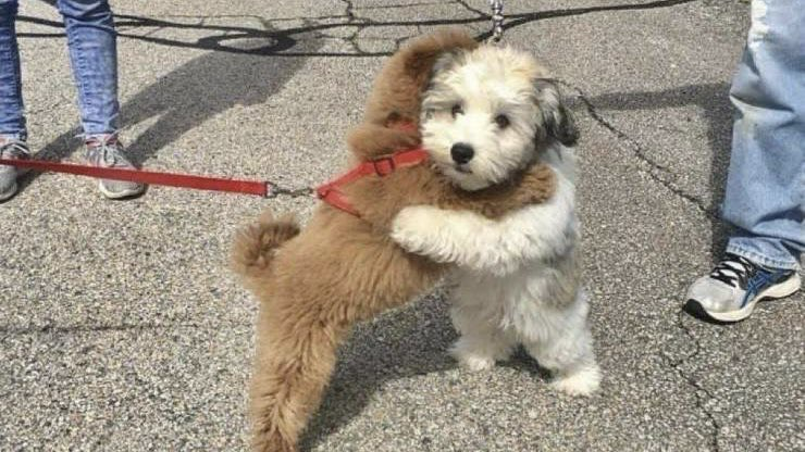 A brown dog and a white dog stand on their hind legs and hug.