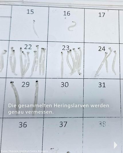 Foto von Heringslarven in vergrößerter Darstellung auf einem Bildschirm. Text auf dem Foto: „Die gesammelten Heringslarven werden genau vermessen.“
Fotocredits: „Thünen-Institut/Sakis Kroupis“