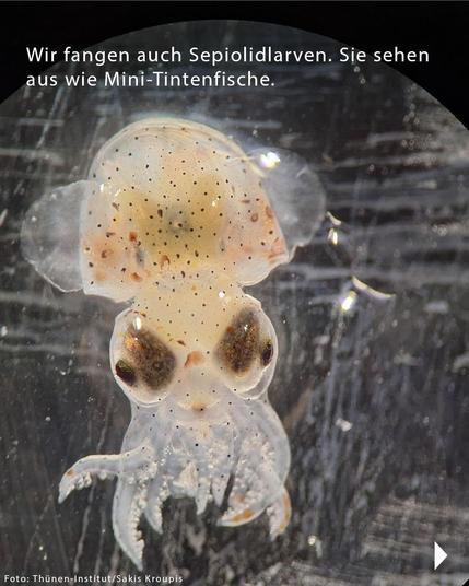 Foto von einer Tintenfischlarve in Vergrößerung. Text auf dem Foto: „Wir fangen auch Sepiolidlarven. Sie sehen aus wie Mini-Tintenfische.“
Fotocredits: „Thünen-Institut/Sakis Kroupis“