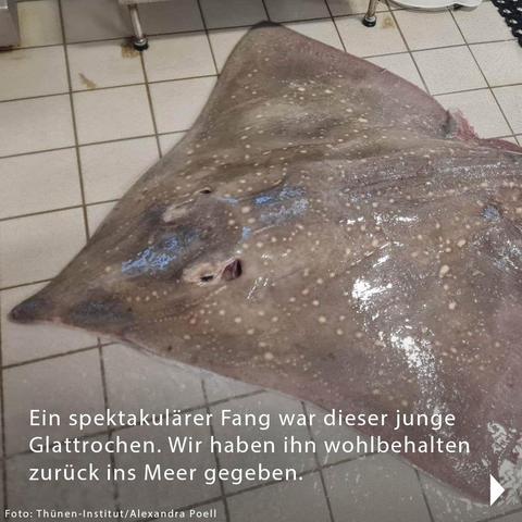 Foto eines grauen, nassen Rochens auf weißem Fliesenboden. Text auf dem Foto: „Ein spektakulärer Fang war dieser junge Glattrochen. Wir haben ihn wohlbehalten zurück ins Meer gegeben.“
Fotocredits: „Thünen-Institut/ Alexandra Poell“