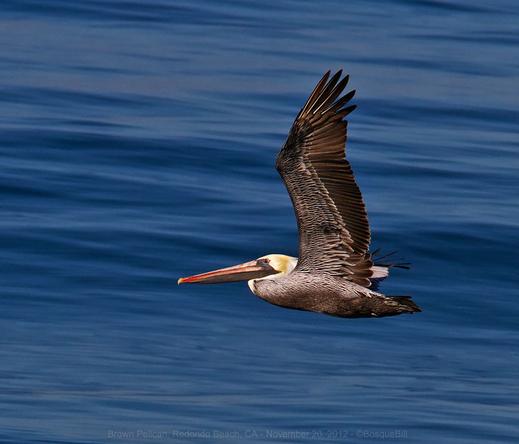 Photo of a brown pelican flying over a smooth, blue ocean. The bird has a long orangish bill, black face, and white head.
©BosqueBill.com