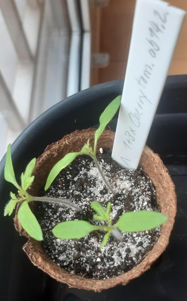 Small tomatoes in cultivation pot / kleine Tomatenpflanzen im Anzucht-Topf